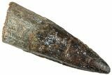 Fossil Spinosaurus Tooth - Real Dinosaur Tooth #296498-1